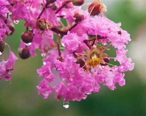 紫薇開花期|紫薇花期有多长（有关紫薇花开花时间）